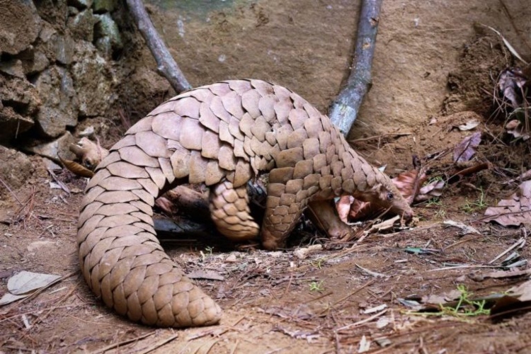 (Peligro. El mono león dorado tití es una de las especies amenazadas que puede perder su hábitat en caso el cambio climático termine de destruir su hábitat en Brasil. Foto: Especial)