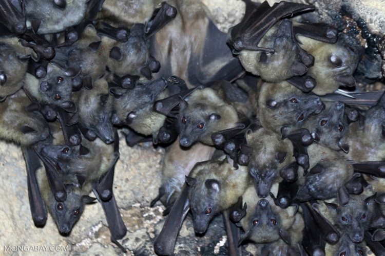 (Peligro. El mono león dorado tití es una de las especies amenazadas que puede perder su hábitat en caso el cambio climático termine de destruir su hábitat en Brasil. Foto: Especial)