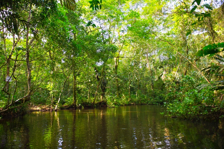 (Peligro. El mono león dorado tití es una de las especies amenazadas que puede perder su hábitat en caso el cambio climático termine de destruir su hábitat en Brasil. Foto: Especial)