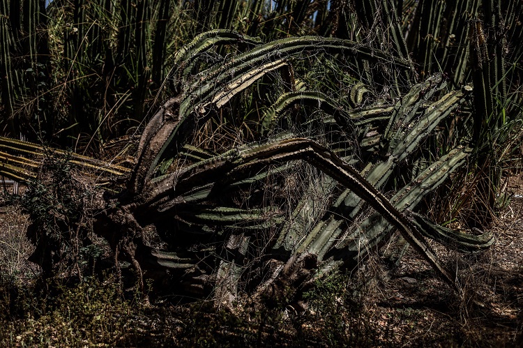 EN CONTRA. La producción de agave y aguacate afecta a los apicultores de Atoyac. (Foto: Michelle Vázquez)