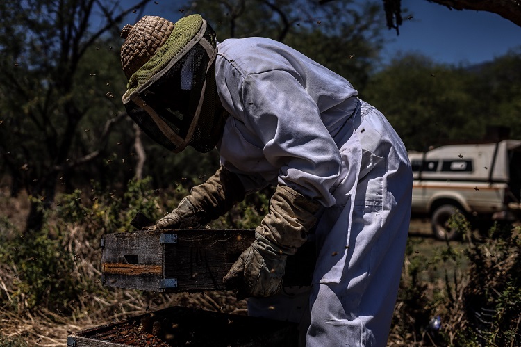 EN CONTRA. La producción de agave y aguacate afecta a los apicultores de Atoyac. (Foto: Michelle Vázquez)