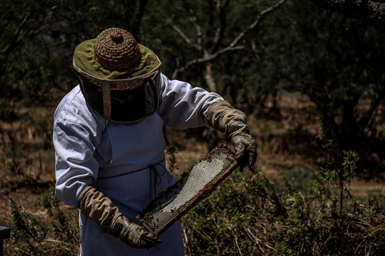 EN CONTRA. La producción de agave y aguacate afecta a los apicultores de Atoyac. (Foto: Michelle Vázquez)