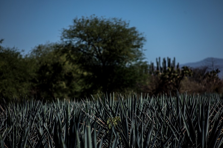 EN CONTRA. La producción de agave y aguacate afecta a los apicultores de Atoyac. (Foto: Michelle Vázquez)