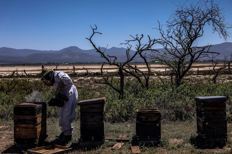 EN CONTRA. La producción de agave y aguacate afecta a los apicultores de Atoyac. (Foto: Michelle Vázquez)