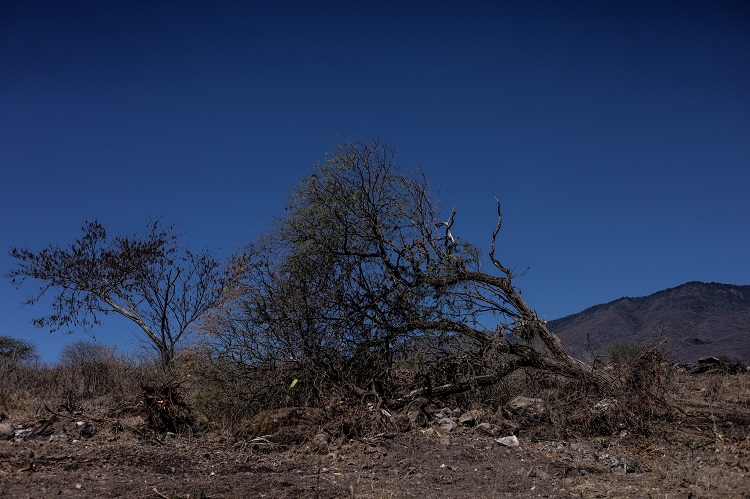 EN CONTRA. La producción de agave y aguacate afecta a los apicultores de Atoyac. (Foto: Michelle Vázquez)