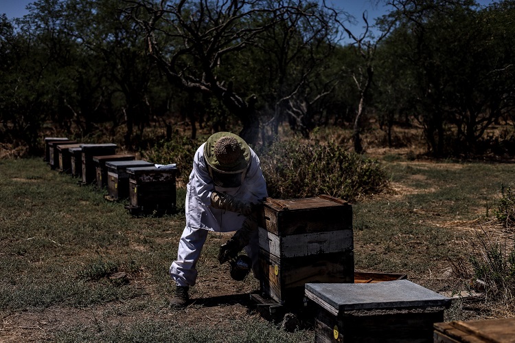 EN CONTRA. La producción de agave y aguacate afecta a los apicultores de Atoyac. (Foto: Michelle Vázquez)