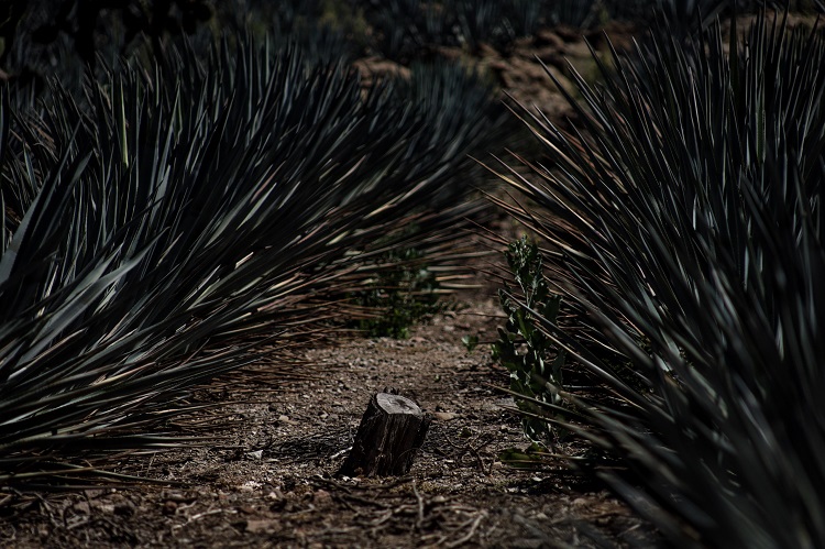 EN CONTRA. La producción de agave y aguacate afecta a los apicultores de Atoyac. (Foto: Michelle Vázquez)